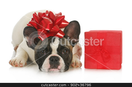 To use this stock image in your creative project, please select the size you need over to the right and click the "Add to Cart" button.
Your downloaded image will come with the Cutcaster watermark removed so don’t worry about the watermark you see on this page. dog and present stock photo, dog and present - french bulldog with red bow on head laying beside red gift box on white background by John McAllister