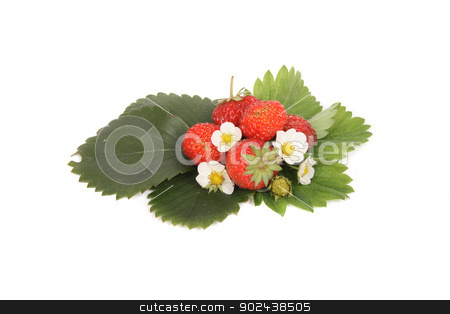 To use this stock image in your creative project, please select the size you need over to the right and click the "Add to Cart" button.
Your downloaded image will come with the Cutcaster watermark removed so don’t worry about the watermark you see on this page. fresh strawberries stock photo, fresh red strawberries on the white background by Jiri Vaclavek