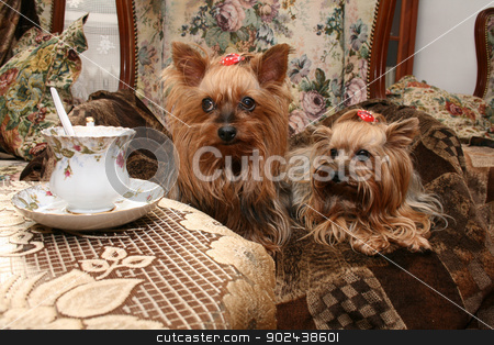 To use this stock image in your creative project, please select the size you need over to the right and click the "Add to Cart" button.
Your downloaded image will come with the Cutcaster watermark removed so don’t worry about the watermark you see on this page. yorkshire stock photo, two nice yorkshire are resting and drinking coffe by Jiri Vaclavek