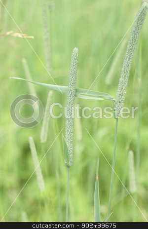 To use this stock image in your creative project, please select the size you need over to the right and click the "Add to Cart" button.
Your downloaded image will come with the Cutcaster watermark removed so don’t worry about the watermark you see on this page. green background stock photo, very fresh green grass background in the spring by Jiri Vaclavek