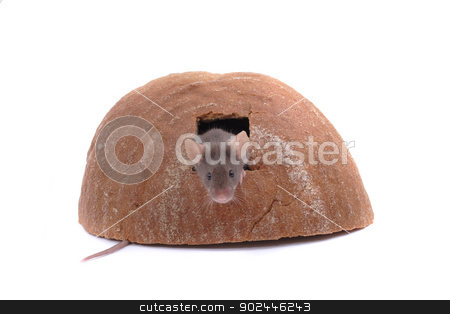 To use this stock image in your creative project, please select the size you need over to the right and click the "Add to Cart" button.
Your downloaded image will come with the Cutcaster watermark removed so don’t worry about the watermark you see on this page. mouse and their house stock photo, mouse and their house isolated on the white background by Jiri Vaclavek