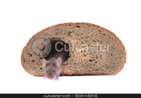To use this stock image in your creative project, please select the size you need over to the right and click the "Add to Cart" button.
Your downloaded image will come with the Cutcaster watermark removed so don’t worry about the watermark you see on this page. mouse and their house stock photo, mouse and their house isolated on the white background by Jiri Vaclavek
