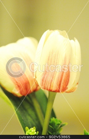 To use this stock image in your creative project, please select the size you need over to the right and click the "Add to Cart" button.
Your downloaded image will come with the Cutcaster watermark removed so don’t worry about the watermark you see on this page. tulips stock photo, tulips by SUAT DURSUN