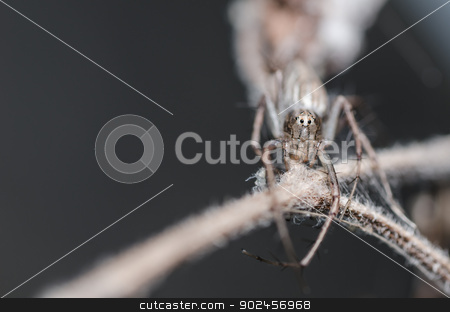 To use this stock image in your creative project, please select the size you need over to the right and click the "Add to Cart" button.
Your downloaded image will come with the Cutcaster watermark removed so don’t worry about the watermark you see on this page. Lynx spider stock photo, Lynx spider or Oxyopes javanus Throll in the nature by sweetcrisis