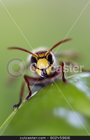 To use this stock image in your creative project, please select the size you need over to the right and click the "Add to Cart" button.
Your downloaded image will come with the Cutcaster watermark removed so don’t worry about the watermark you see on this page. mandibles stock photo, Close-up (macro) of a giant hornet by Siloto