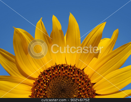 To use this stock image in your creative project, please select the size you need over to the right and click the "Add to Cart" button.
Your downloaded image will come with the Cutcaster watermark removed so don’t worry about the watermark you see on this page. Sunflower Abstract stock photo, Close up view of sunflower in bright sunlight set against blue sky background. by Ionstock