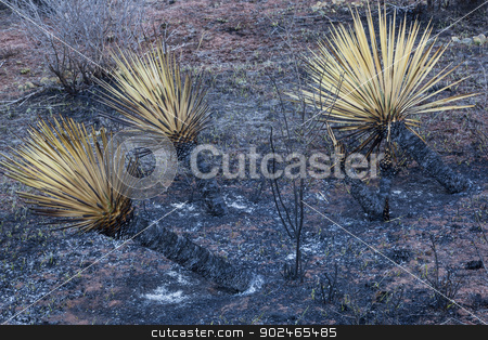 To use this stock image in your creative project, please select the size you need over to the right and click the "Add to Cart" button.
Your downloaded image will come with the Cutcaster watermark removed so don’t worry about the watermark you see on this page. wildfire burnt yucca stock photo, burnt yucca and bushes after Galena wildfire in Lory State Park near Fort COllins, Colorado, green grass starting to regrow, April of 2013 by Marek Uliasz