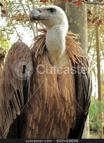 To use this stock image in your creative project, please select the size you need over to the right and click the "Add to Cart" button.
Your downloaded image will come with the Cutcaster watermark removed so don’t worry about the watermark you see on this page. Griffon Vulture, Gyps fulvus stock photo, half portrait of a griffon vulture, Gyps fulvus, taken in the zoo of barcelona by Andreas Altenburger