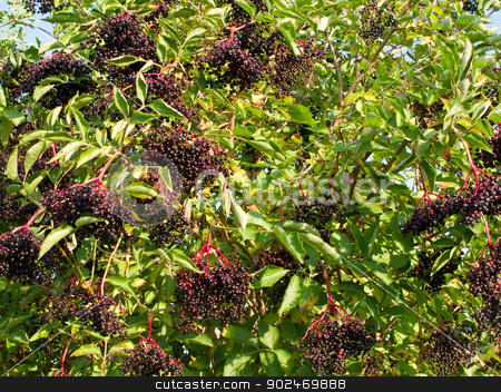 To use this stock image in your creative project, please select the size you need over to the right and click the "Add to Cart" button.
Your downloaded image will come with the Cutcaster watermark removed so don’t worry about the watermark you see on this page. Ripe elderberry on bush stock photo, Ripe Sambucus nigra, elder, elderberry on bush in autumn by Andreas Altenburger