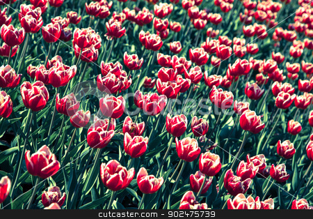 To use this stock image in your creative project, please select the size you need over to the right and click the "Add to Cart" button.
Your downloaded image will come with the Cutcaster watermark removed so don’t worry about the watermark you see on this page. Tulips bed stock photo, Tulips bed by Isabelle-Anne Tassé