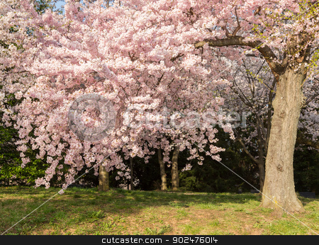 To use this stock image in your creative project, please select the size you need over to the right and click the "Add to Cart" button.
Your downloaded image will come with the Cutcaster watermark removed so don’t worry about the watermark you see on this page. Detail photo of japanese cherry blossom flowers and tree stock photo, Detailed photo of a bunch of bright japanese cherry blossom flowers in Washington DC against the woods background to give warm floral image by Steven Heap
