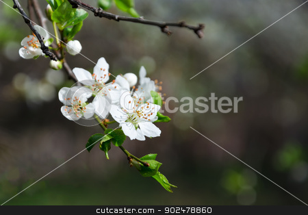 To use this stock image in your creative project, please select the size you need over to the right and click the "Add to Cart" button.
Your downloaded image will come with the Cutcaster watermark removed so don’t worry about the watermark you see on this page. Branch of white blooming buds on a dark background stock photo, Branch of white blooming buds on a dark background by velislava
