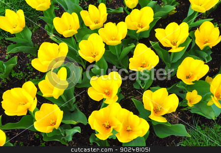 To use this stock image in your creative project, please select the size you need over to the right and click the "Add to Cart" button.
Your downloaded image will come with the Cutcaster watermark removed so don’t worry about the watermark you see on this page. Yellow tulips stock photo, in Washington DC, USA by Hang Dinh