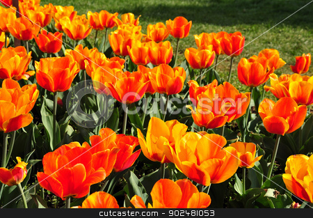To use this stock image in your creative project, please select the size you need over to the right and click the "Add to Cart" button.
Your downloaded image will come with the Cutcaster watermark removed so don’t worry about the watermark you see on this page. Fire tulips stock photo, in Washington DC, USA by Hang Dinh