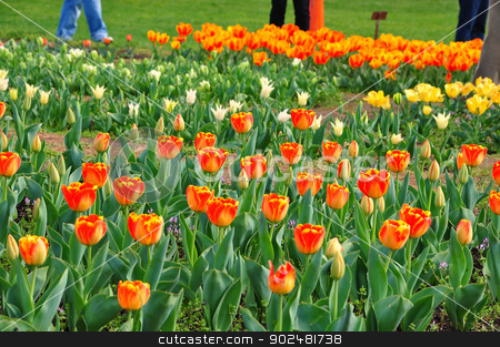 To use this stock image in your creative project, please select the size you need over to the right and click the "Add to Cart" button.
Your downloaded image will come with the Cutcaster watermark removed so don’t worry about the watermark you see on this page. Tulips garden stock photo, in Washington DC, USA by Hang Dinh
