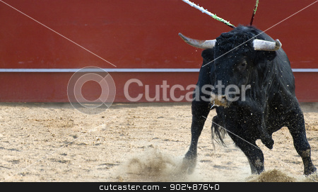 To use this stock image in your creative project, please select the size you need over to the right and click the "Add to Cart" button.
Your downloaded image will come with the Cutcaster watermark removed so don’t worry about the watermark you see on this page. Fighting bull picture from Spain. Black bull stock photo, Fighting bull picture from Spain. Black bull by Fernando Cortes
