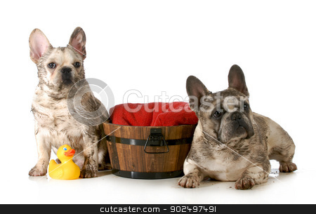 To use this stock image in your creative project, please select the size you need over to the right and click the "Add to Cart" button.
Your downloaded image will come with the Cutcaster watermark removed so don’t worry about the watermark you see on this page. dirty dogs stock photo, dirty dogs - two french bulldogs ready for a bath isolated on white background by John McAllister
