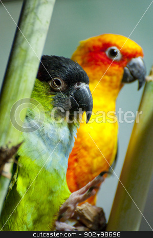 To use this stock image in your creative project, please select the size you need over to the right and click the "Add to Cart" button.
Your downloaded image will come with the Cutcaster watermark removed so don’t worry about the watermark you see on this page. Parrots stock photo, Picture of a parrot with beautiful colors by Fernando Cortes
