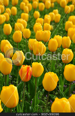 To use this stock image in your creative project, please select the size you need over to the right and click the "Add to Cart" button.
Your downloaded image will come with the Cutcaster watermark removed so don’t worry about the watermark you see on this page. Unique tulip stock photo, One unique tulip in the middle of hundreds of yellow tulips by Hang Dinh
