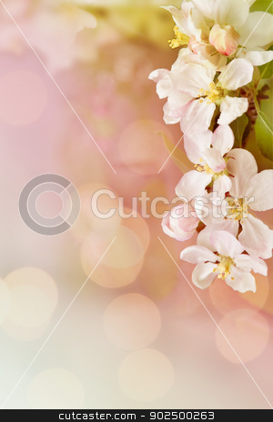 To use this stock image in your creative project, please select the size you need over to the right and click the "Add to Cart" button.
Your downloaded image will come with the Cutcaster watermark removed so don’t worry about the watermark you see on this page. Cherry frame stock photo, Cherry blossom frame with plenty of copyspace. Love message or greetings. by Piccia Neri
