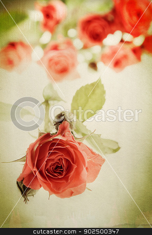 To use this stock image in your creative project, please select the size you need over to the right and click the "Add to Cart" button.
Your downloaded image will come with the Cutcaster watermark removed so don’t worry about the watermark you see on this page. Vintage rose stock photo, Vintage rose on watercolor background. Distressed look for a retro feel. Focus on bud in the foreground. by Piccia Neri