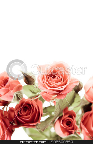 To use this stock image in your creative project, please select the size you need over to the right and click the "Add to Cart" button.
Your downloaded image will come with the Cutcaster watermark removed so don’t worry about the watermark you see on this page. Roses on white stock photo, Roses on pure white background by Piccia Neri