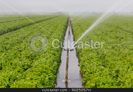 To use this stock image in your creative project, please select the size you need over to the right and click the "Add to Cart" button.
Your downloaded image will come with the Cutcaster watermark removed so don’t worry about the watermark you see on this page. Lettuce Field Irrigation stock photo, Lettuce Fields in Salinas Valley Irrigated by Sprinkler System by Ken Wolter