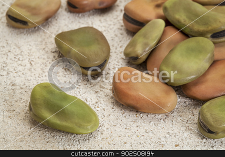 To use this stock image in your creative project, please select the size you need over to the right and click the "Add to Cart" button.
Your downloaded image will come with the Cutcaster watermark removed so don’t worry about the watermark you see on this page. fava (broad) beans stock photo, fava (broad) beans against a rough white painted band wood by Marek Uliasz