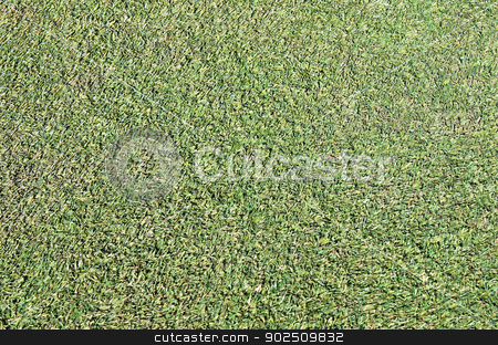 To use this stock image in your creative project, please select the size you need over to the right and click the "Add to Cart" button.
Your downloaded image will come with the Cutcaster watermark removed so don’t worry about the watermark you see on this page. Artificial grass background stock photo, Abstract background of artificial grass or turf on sports pitch. by Martin Crowdy