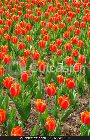 To use this stock image in your creative project, please select the size you need over to the right and click the "Add to Cart" button.
Your downloaded image will come with the Cutcaster watermark removed so don’t worry about the watermark you see on this page. Red tulips stock photo, Springtime in USA by Hang Dinh
