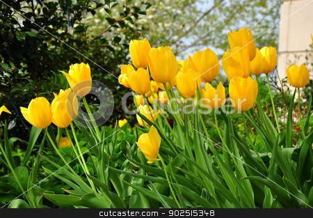 To use this stock image in your creative project, please select the size you need over to the right and click the "Add to Cart" button.
Your downloaded image will come with the Cutcaster watermark removed so don’t worry about the watermark you see on this page. Yellow tulips stock photo, Springtime in USA by Hang Dinh