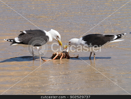 To use this stock image in your creative project, please select the size you need over to the right and click the "Add to Cart" button.
Your downloaded image will come with the Cutcaster watermark removed so don’t worry about the watermark you see on this page. Two Great Black-backed Gulls eating a crab. stock photo, Two Great Black-backed Gulls eating a crab. by Stephen Rees