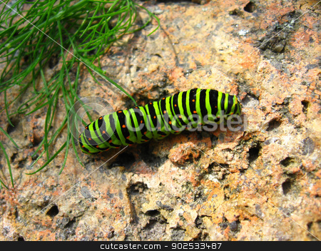 To use this stock image in your creative project, please select the size you need over to the right and click the "Add to Cart" button.
Your downloaded image will come with the Cutcaster watermark removed so don’t worry about the watermark you see on this page. Caterpillar of the butterfly machaon on the stone stock photo, image of caterpillar of the butterfly machaon on the stone by Alexander Matvienko