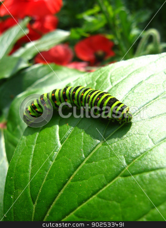 To use this stock image in your creative project, please select the size you need over to the right and click the "Add to Cart" button.
Your downloaded image will come with the Cutcaster watermark removed so don’t worry about the watermark you see on this page. Caterpillar of the butterfly machaon on green leaf stock photo, image of caterpillar of the butterfly machaon on green leaf by Alexander Matvienko