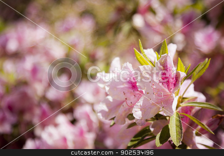 To use this stock image in your creative project, please select the size you need over to the right and click the "Add to Cart" button.
Your downloaded image will come with the Cutcaster watermark removed so don’t worry about the watermark you see on this page. Beautiful Pink Flowers Blooming in Spring stock photo, Beautiful Pink Flowers Blooming in Spring with Narrow Depth of Field. by Andy Dean