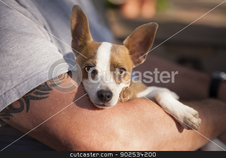 To use this stock image in your creative project, please select the size you need over to the right and click the "Add to Cart" button.
Your downloaded image will come with the Cutcaster watermark removed so don’t worry about the watermark you see on this page. Cute Jack Russell Terrier Look On As Master Holds Her stock photo, Cute Jack Russell Terrier Look On As Master Holds Her in His Lap. by Andy Dean