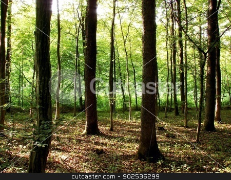 To use this stock image in your creative project, please select the size you need over to the right and click the "Add to Cart" button.
Your downloaded image will come with the Cutcaster watermark removed so don’t worry about the watermark you see on this page. Forest stock photo, forest by budastock