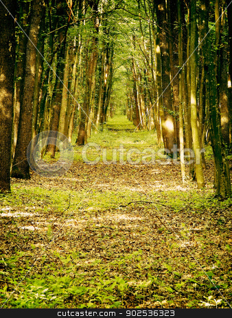 To use this stock image in your creative project, please select the size you need over to the right and click the "Add to Cart" button.
Your downloaded image will come with the Cutcaster watermark removed so don’t worry about the watermark you see on this page. Spiritual forest path stock photo, forest path by budastock