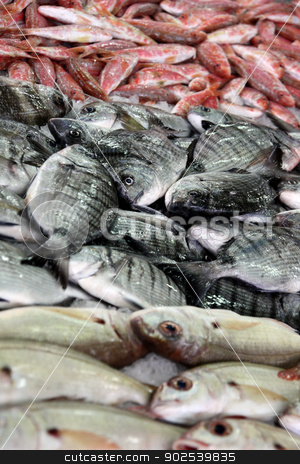 To use this stock image in your creative project, please select the size you need over to the right and click the "Add to Cart" button.
Your downloaded image will come with the Cutcaster watermark removed so don’t worry about the watermark you see on this page. Bream pile stock photo, View of several bream family fishes at the market. by Mauro Rodrigues