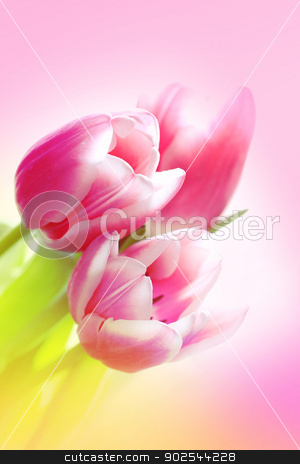 To use this stock image in your creative project, please select the size you need over to the right and click the "Add to Cart" button.
Your downloaded image will come with the Cutcaster watermark removed so don’t worry about the watermark you see on this page. Lovely pink tulips stock photo, Lovely pink tulips close up by Juliet Photography