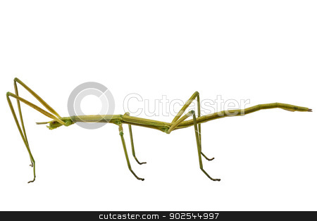 To use this stock image in your creative project, please select the size you need over to the right and click the "Add to Cart" button.
Your downloaded image will come with the Cutcaster watermark removed so don’t worry about the watermark you see on this page. Spanish Walking Stick insect species Leptynia hispanica stock photo, Spanish Walking Stick insect species Leptynia hispanica in high definition with extreme focus and DOF (depth of field) isolated on white background by paulrommer