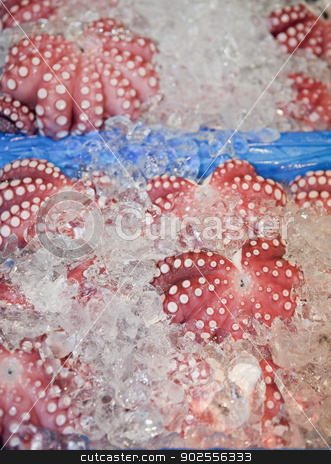 To use this stock image in your creative project, please select the size you need over to the right and click the "Add to Cart" button.
Your downloaded image will come with the Cutcaster watermark removed so don’t worry about the watermark you see on this page. Octopus on Ice stock photo, Fresh octopus on ice at the Tsukiji Fish Market in Tokyo, Japan by Bryan Mullennix
