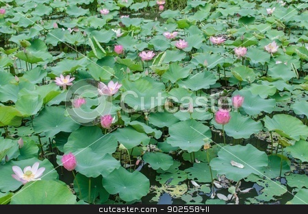 To use this stock image in your creative project, please select the size you need over to the right and click the "Add to Cart" button.
Your downloaded image will come with the Cutcaster watermark removed so don’t worry about the watermark you see on this page. Lotus stock photo, Pink lotus in the pond. by aoo3771