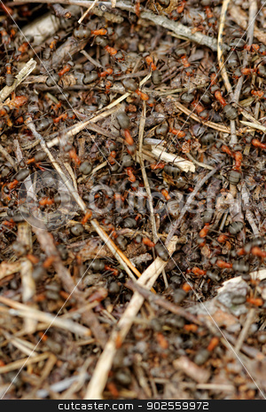 To use this stock image in your creative project, please select the size you need over to the right and click the "Add to Cart" button.
Your downloaded image will come with the Cutcaster watermark removed so don’t worry about the watermark you see on this page. ants and ant hill stock photo, ants and ant hill by Jozsef Demeter