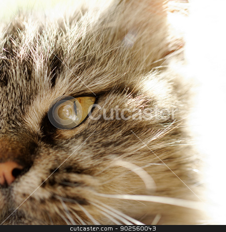 To use this stock image in your creative project, please select the size you need over to the right and click the "Add to Cart" button.
Your downloaded image will come with the Cutcaster watermark removed so don’t worry about the watermark you see on this page. beautiful cat's eye stock photo, portrait of beautiful cat's eye by Jozsef Demeter