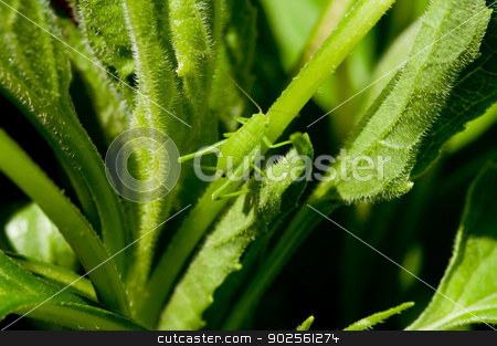 To use this stock image in your creative project, please select the size you need over to the right and click the "Add to Cart" button.
Your downloaded image will come with the Cutcaster watermark removed so don’t worry about the watermark you see on this page. Blending In stock photo, A small grasshopper blends in with it's environment. by Joe Tabb