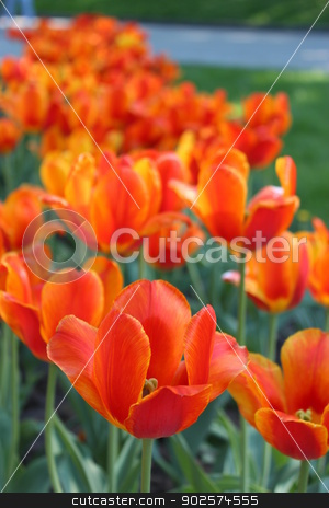 To use this stock image in your creative project, please select the size you need over to the right and click the "Add to Cart" button.
Your downloaded image will come with the Cutcaster watermark removed so don’t worry about the watermark you see on this page. orange tulips on the flower-bed stock photo, image of orange tulips on the flower-bed by Alexander Matvienko