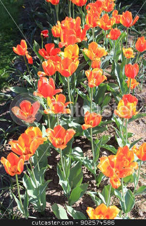 To use this stock image in your creative project, please select the size you need over to the right and click the "Add to Cart" button.
Your downloaded image will come with the Cutcaster watermark removed so don’t worry about the watermark you see on this page. orange tulips on the flower-bed stock photo, image of orange tulips on the flower-bed by Alexander Matvienko