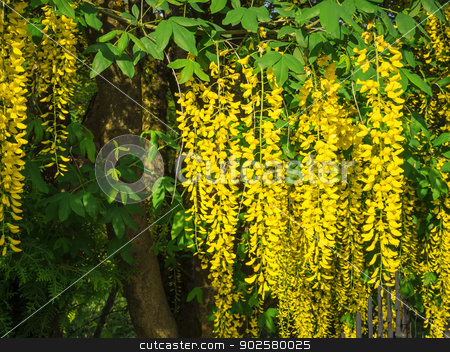 To use this stock image in your creative project, please select the size you need over to the right and click the "Add to Cart" button.
Your downloaded image will come with the Cutcaster watermark removed so don’t worry about the watermark you see on this page. laburnum stock photo, An image of a yellow laburnum plant by Markus Gann