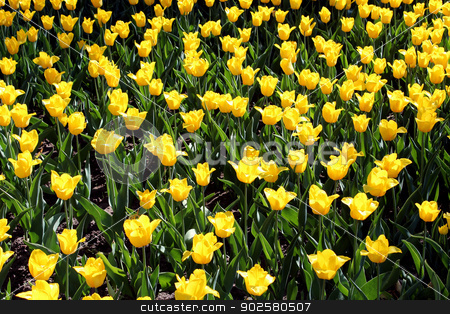 To use this stock image in your creative project, please select the size you need over to the right and click the "Add to Cart" button.
Your downloaded image will come with the Cutcaster watermark removed so don’t worry about the watermark you see on this page. yellow tulips on the flower-bed stock photo, image of yellow tulips on the flower-bed by Alexander Matvienko